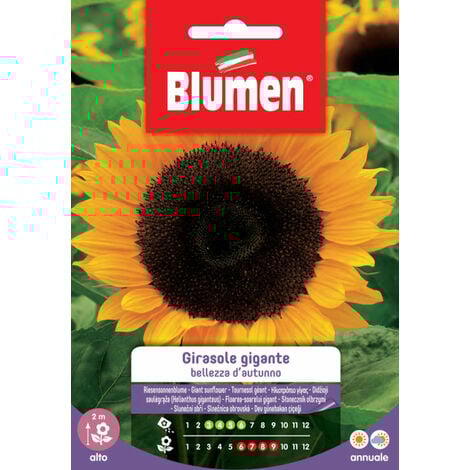 Blumen. Semi di Girasole gigante