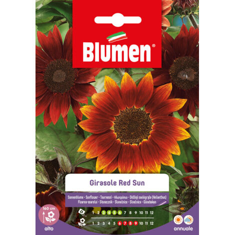 Blumen semi di girasole red sun