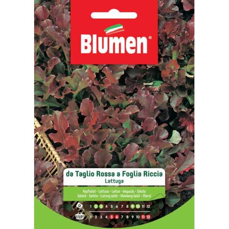 Blumen. Semi di Lattuga da Taglio Rossa a Foglia Riccia