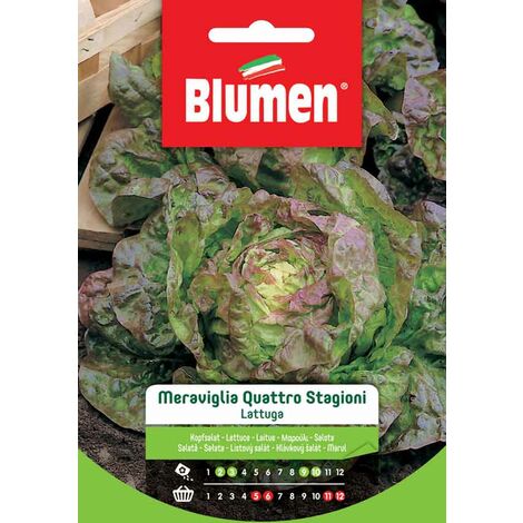 Blumen. Semi di Lattuga Meraviglia Quattro Stagioni