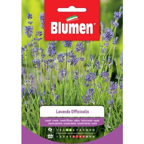 Blumen. Semi di Lavanda Officinalis