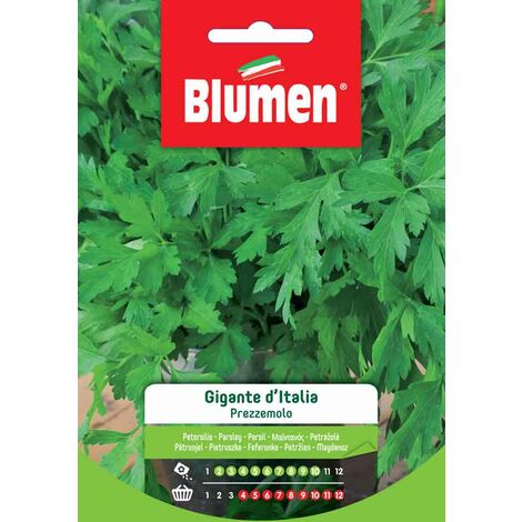 Blumen. Semi di Prezzemolo Gigante d&rsquoItalia