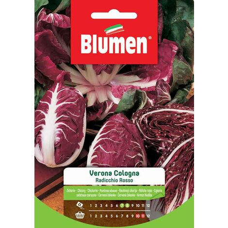 Blumen. Semi di Radicchio Rosso Verona Cologna