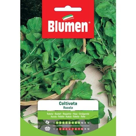 SEMI RUCOLA SELVATICA A SEME CALIBRATO BLUMEN