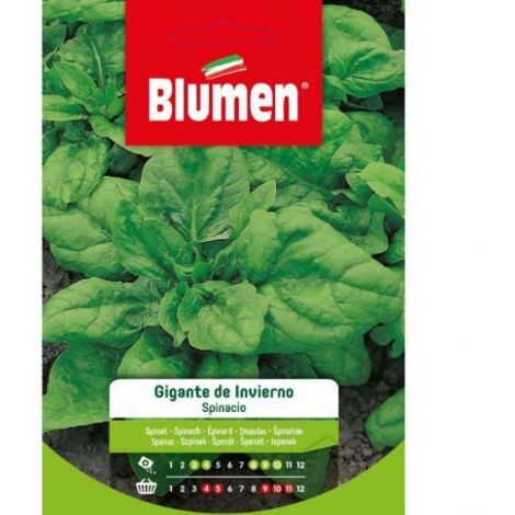 Blumen Semi di Spinacio Gigante de Invierno