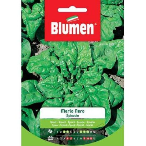 Blumen Semi di Spinacio Merlo Nero