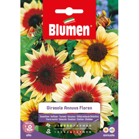 Blumen semi girasole annuus floren