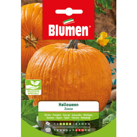 Blumen semi zucca halloween big max