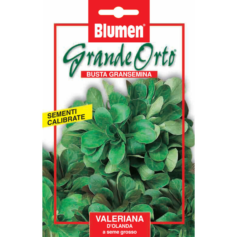 Semi valeriana d'olanda a seme grosso Blumen