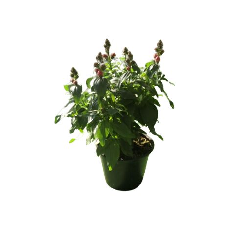 Bocca di leone (ANTHIRRINUM)