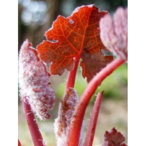 Bocconie 'Spetchley Ruby' Godet de 8/9 cm