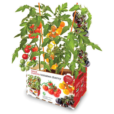 Boîte de tomates colorées