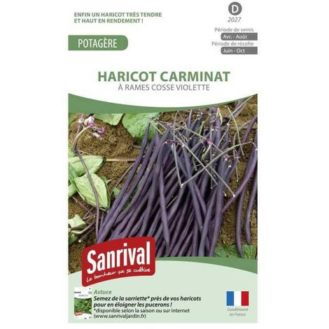 Boite Haricot à Rames Violet Carminat