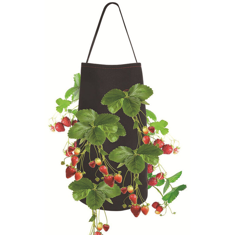 

Bolsas de cultivo de fresa de 15 x 9 pulgadas, con 8 orificios de cultivo, bolsa de cultivo, con asas,Negro