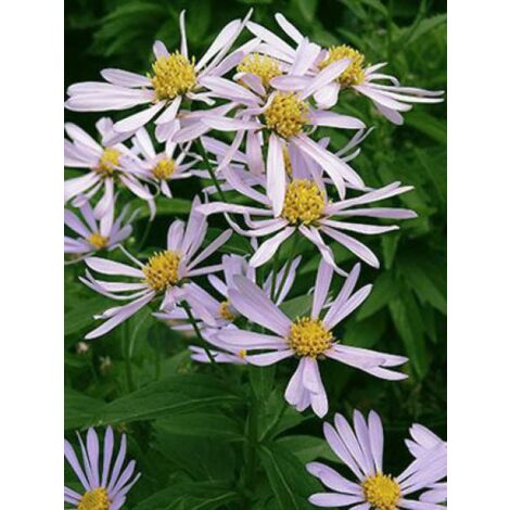 Boltonie, faux aster 'Latisquama' Godet de 8/9 cm