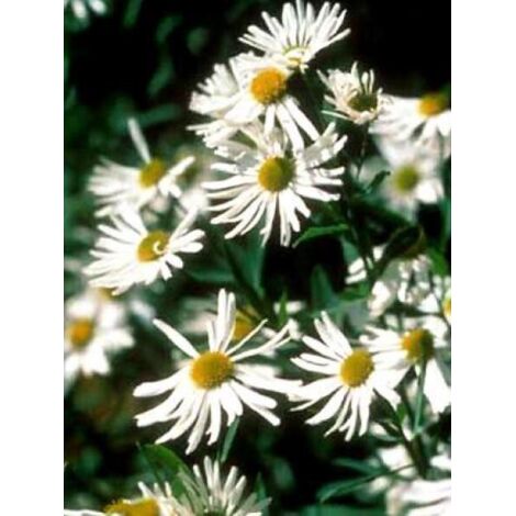 Boltonie, faux aster 'Snowbank' Godet de 8/9 cm