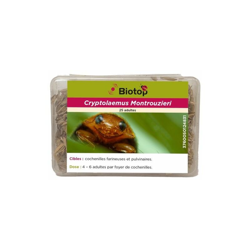 25 coccinelles anti cochenilles