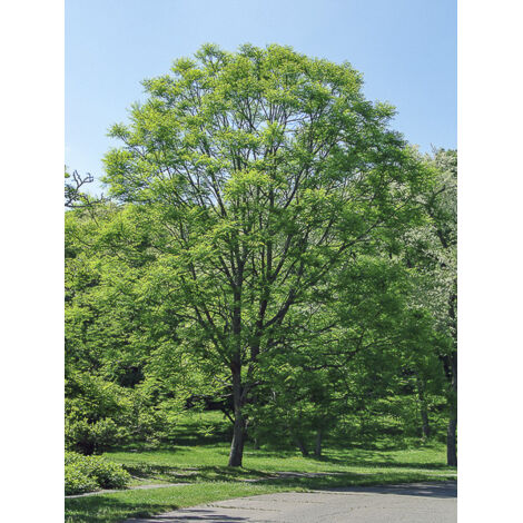 Bonduc, Chicot du Canada Pot de 12L/15L