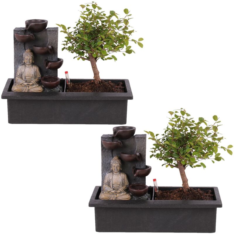 Plant In A Box - Bonsaï avec système d'eau - Set de 2 - Bouddha - Hauteur 25-35cm - Vert