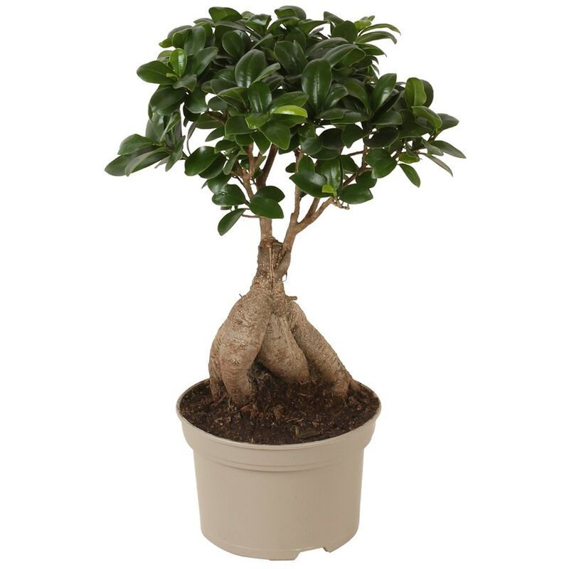 Bonsaï Ficus Ginseng - Plante d'intérieur - Pot 12cm - Hauteur 30-40cm - Vert