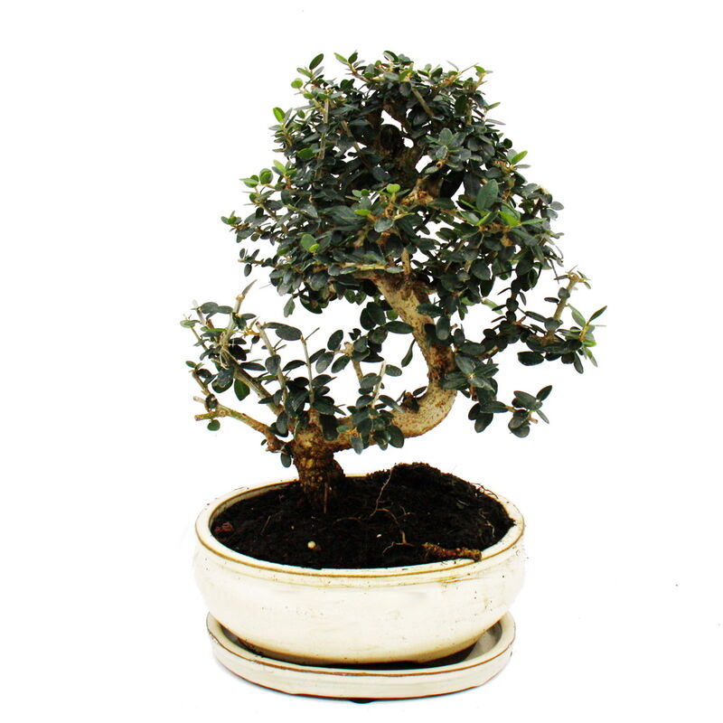 Bonsaï - olivier - olivier - Olea europaea sylvestris - environ 25-30cm de haut