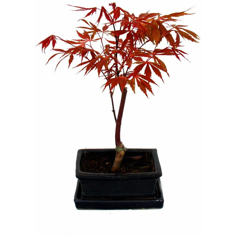 Exotenherz - Bonsaï éventail japonais en érable - Palmier Acer. atropurpureum 15cm coupe carrée