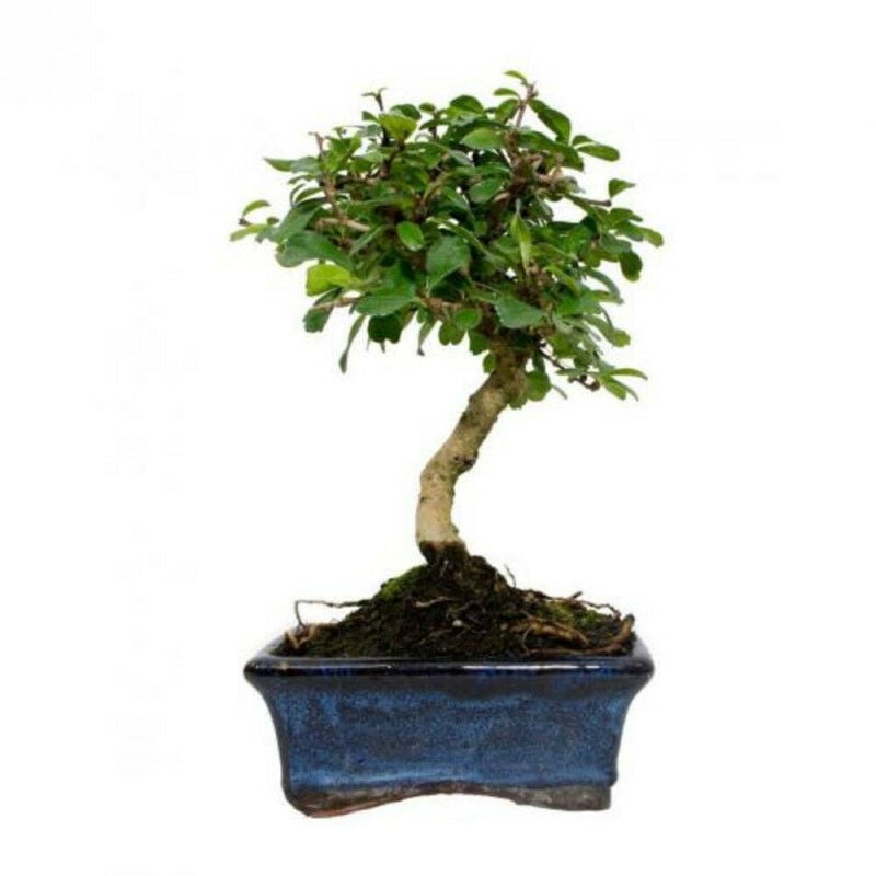 

Bonsai 5 Años Carmona Microphylla.