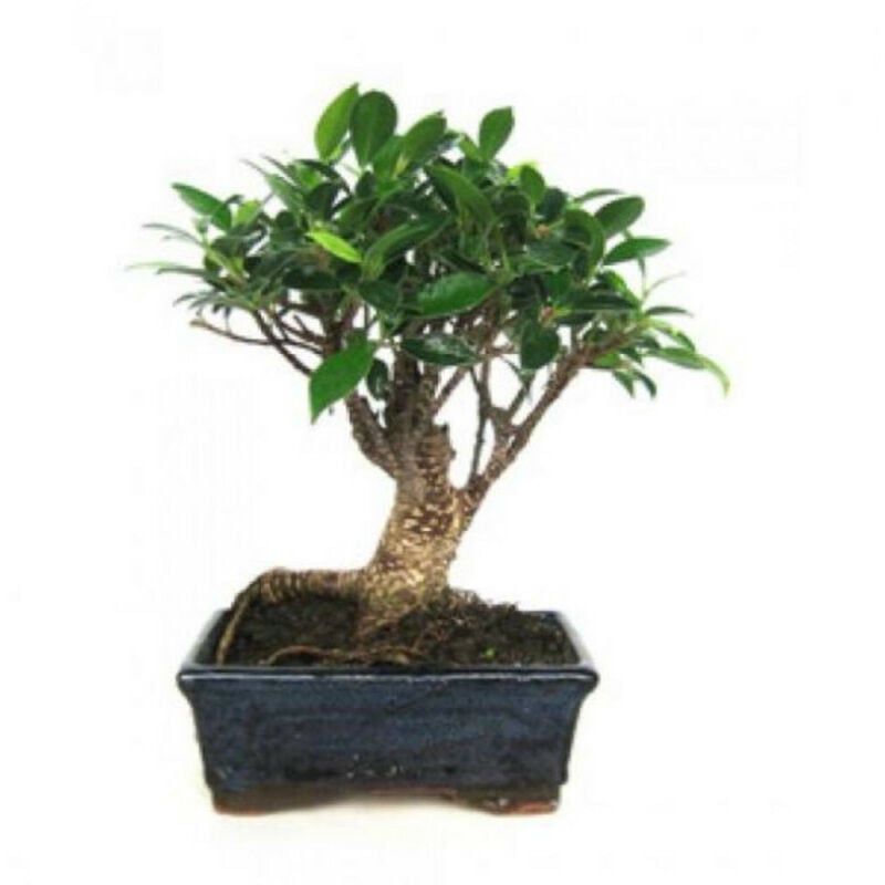 

Verdecora - BONSAI 5 AÑOS FICUS RETUSA
