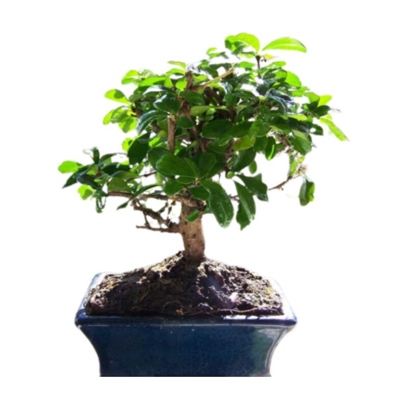 

Verdecora - BONSAI 5 AÑOS SURTIDO VARIADO
