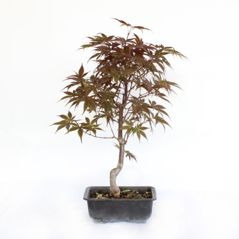 Bonsai Acer Momiji - Bonsai di Acero Giapponese - H 40-50 cm Vaso Ø 18 cm