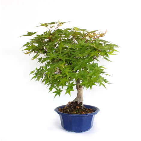 Bonsai Acero Giapponese - Acer Palmatum Yama Bonsai - H 40-50 cm Vaso Ø 20 cm