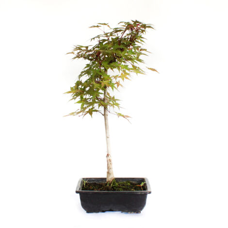 Bonsai Acero Rosso Giapponese - Acer Palmatum Deshojo - H 55-60 cm Vaso Ø 23,5 cm