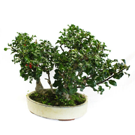 Bonsai Agrifoglio Bosco a 3 Piante - Bonsai Ilex - Vaso Ø 30 cm H 35-45 cm