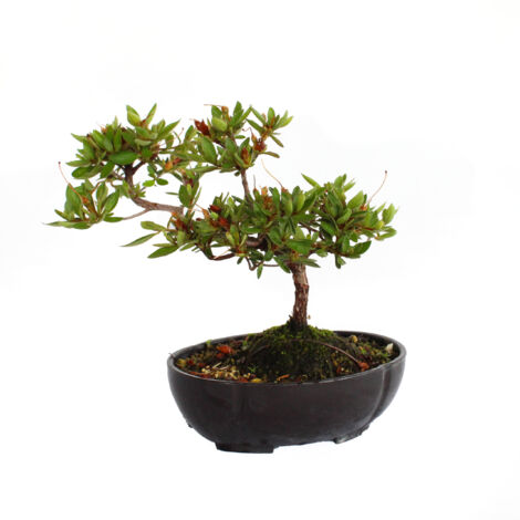 Bonsai Azalea Satsuky - Bonsai Giapponese Azalea - H 17-23 cm Vaso Ø 16 cm