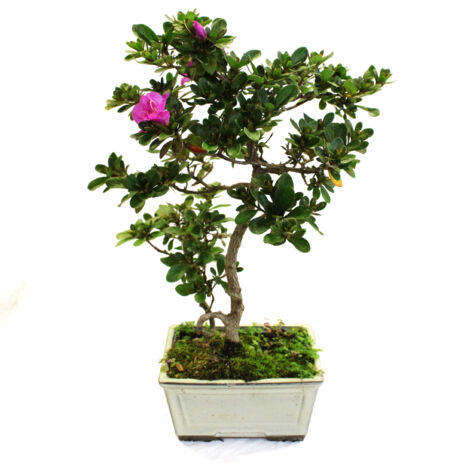 Bonsai Azalea Satsuky - Bonsai Giapponese Azalea - H 30-35 cm Vaso Ø 15 cm