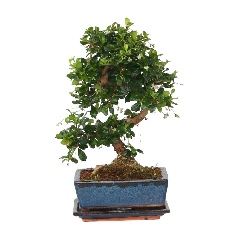 Plant In A Box - Bonsaï - Carmona microphylla - Hauteur 20-30cm - ⌀15cm
