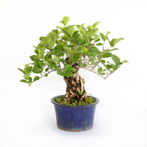 Bonsai Celastrus Orbiculatus - Bonsai di Celastro - H 30-40 cm Vaso Ø 16 cm
