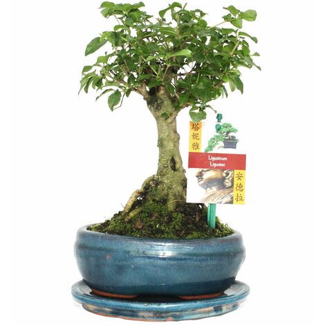 EXOTENHERZ Bonsai Chin. Liguster - Ligustrum sinensis - ca. 6 Jahre - Kugelform