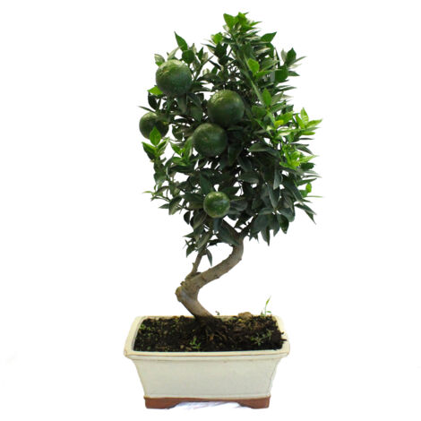 Bonsai Citrus Myrtifolia - Bonsai Vero Chinotto - Vaso Ø 22 cm H 45-50 cm