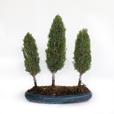 Bonsai Cupressus Sempervirens - Boschetto 3 Cipressi - H 40-45 cm Vaso Ø 33 cm