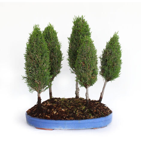Bonsai Cupressus Sempervirens - Boschetto 5 Cipressi - H 40-45 cm Vaso Ø 36 cm