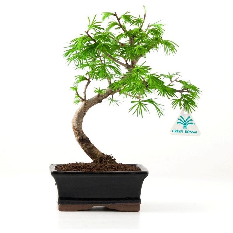 Bonsai da esterno Pseudolarix - Larice - 28 cm - 6200>Y82PA