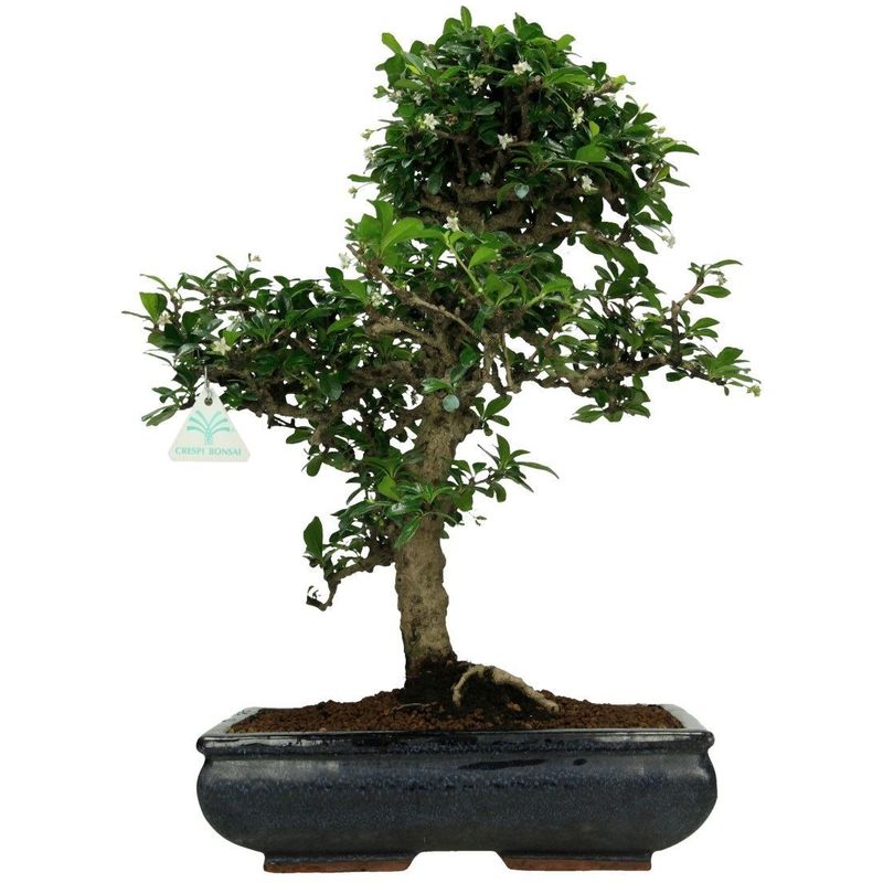  Bonsai  da interno Carmona  macrophylla Pianta del t  47 