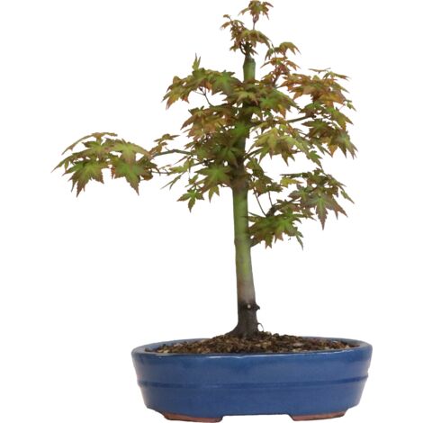 Bonsai di Acero Giapponese - Acer Palmatum Katsura - H 45-50 cm Vaso Ø 27,5 cm