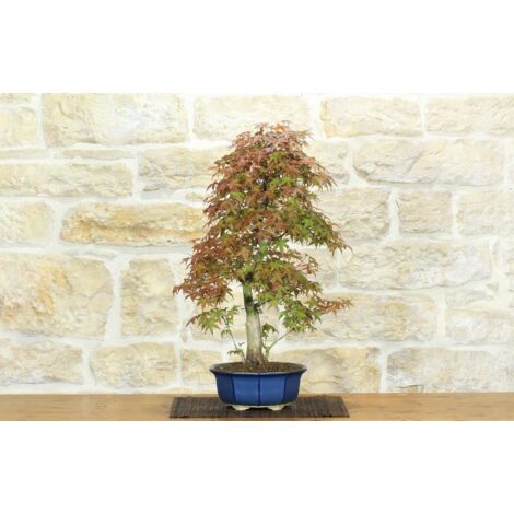 Bonsai di Acero Palmato Deshojo (74)