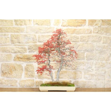 Bonsai di Acero Palmato giapponese (40)