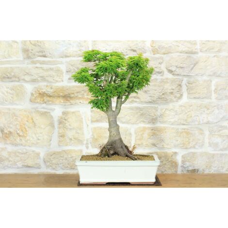 Bonsai di Acero Palmato Shishigashira (9)