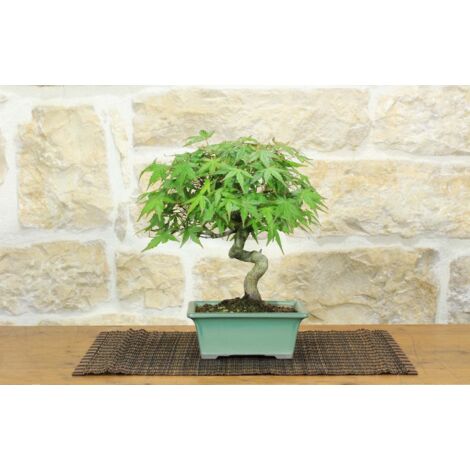 Bonsai di Acero Palmato Yamamomiji (10)