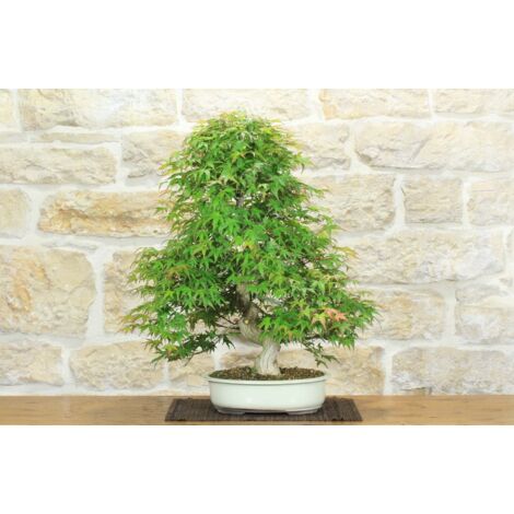 Bonsai di Acero Palmato Yamamomiji (12)