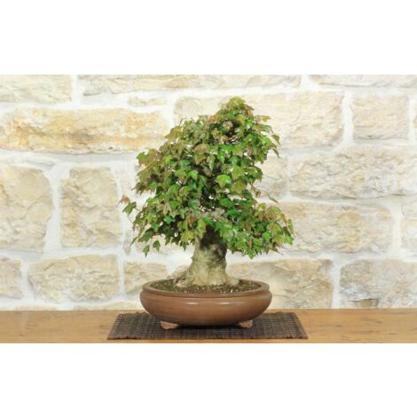 Bonsai di Acero Tridente (26)